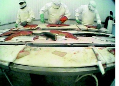 industria salmon (17) ALIMENTACION COMIDA